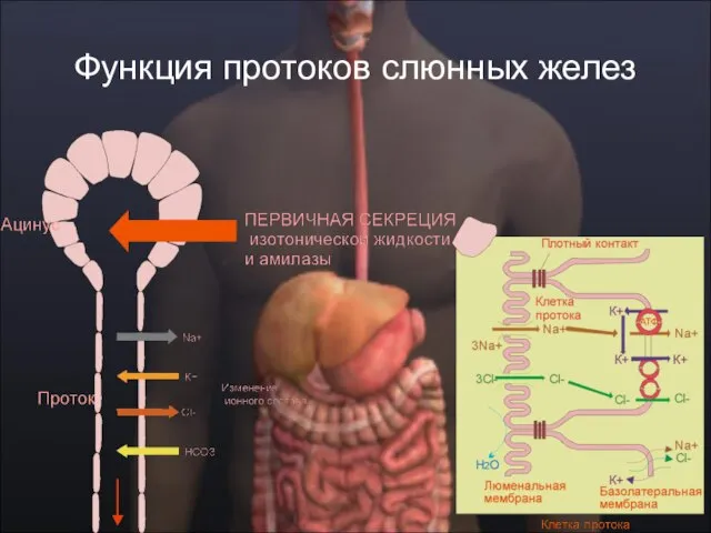 Функция протоков слюнных желез