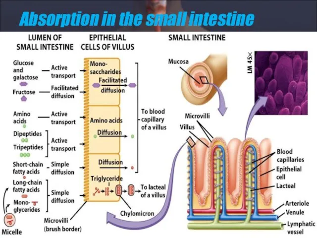 Absorption in the small intestine