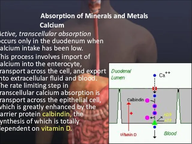 Absorption of Minerals and Metals Calcium Active, transcellular absorption occurs only in