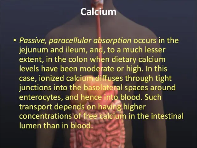 Calcium Passive, paracellular absorption occurs in the jejunum and ileum, and, to