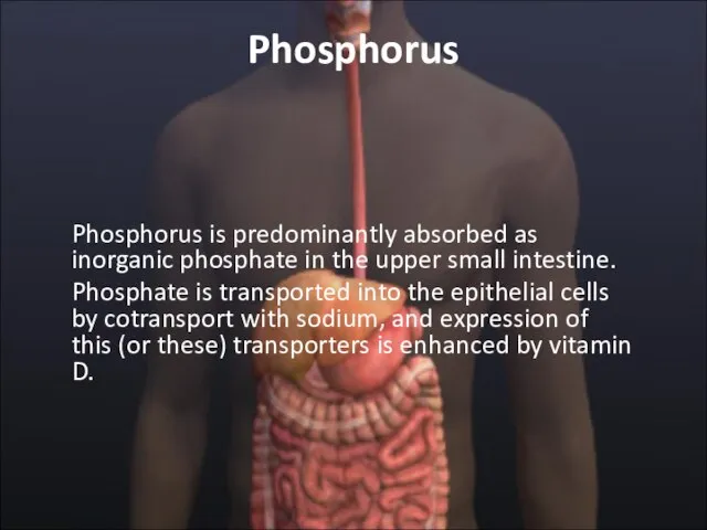 Phosphorus Phosphorus is predominantly absorbed as inorganic phosphate in the upper small