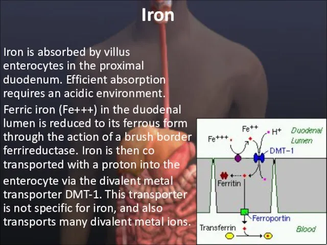 Iron Iron is absorbed by villus enterocytes in the proximal duodenum. Efficient