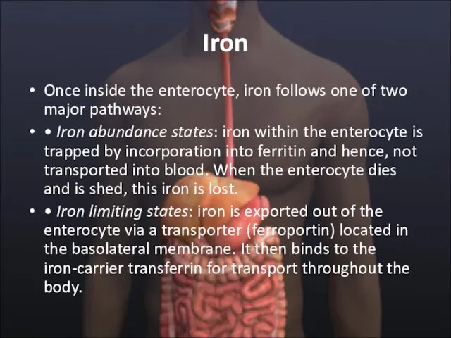 Iron Once inside the enterocyte, iron follows one of two major pathways: