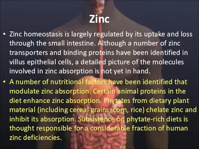 Zinc Zinc homeostasis is largely regulated by its uptake and loss through