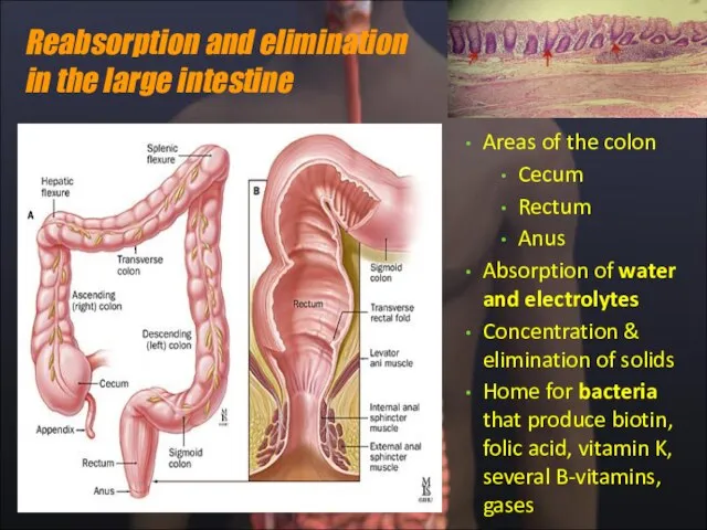 Reabsorption and elimination in the large intestine Areas of the colon Cecum