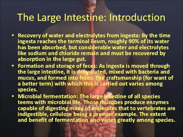 The Large Intestine: Introduction Recovery of water and electrolytes from ingesta: By