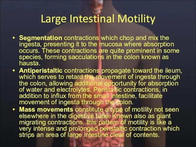 Large Intestinal Motility Segmentation contractions which chop and mix the ingesta, presenting