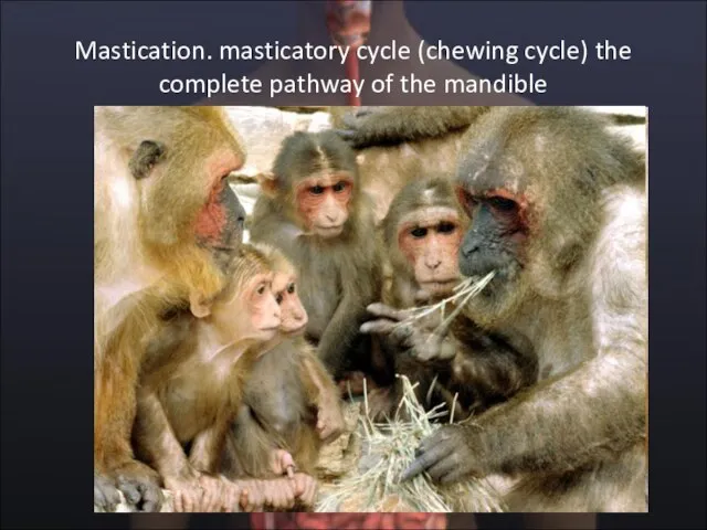 Mastication. masticatory cycle (chewing cycle) the complete pathway of the mandible