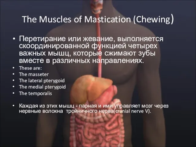 The Muscles of Mastication (Chewing) Перетирание или жевание, выполняется скоординированной функцией четырех