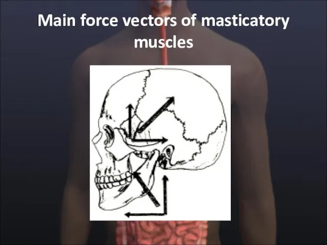 Main force vectors of masticatory muscles