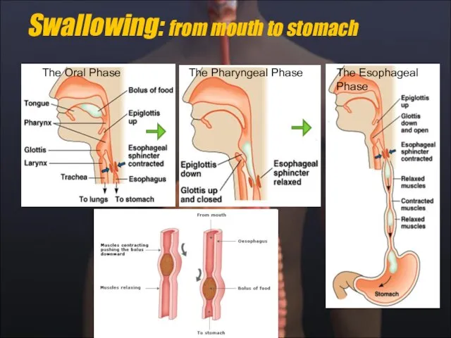 Swallowing: from mouth to stomach The Oral Phase The Pharyngeal Phase The Esophageal Phase