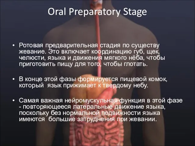 Oral Preparatory Stage Ротовая предварительная стадия по существу жевание. Это включает координацию