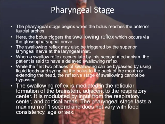 Pharyngeal Stage The pharyngeal stage begins when the bolus reaches the anterior