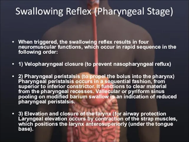 Swallowing Reflex (Pharyngeal Stage) When triggered, the swallowing reflex results in four