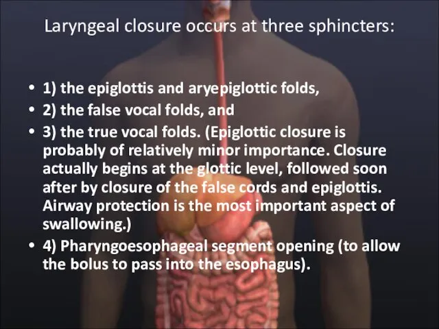 Laryngeal closure occurs at three sphincters: 1) the epiglottis and aryepiglottic folds,