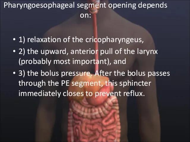 Pharyngoesophageal segment opening depends on: 1) relaxation of the cricopharyngeus, 2) the