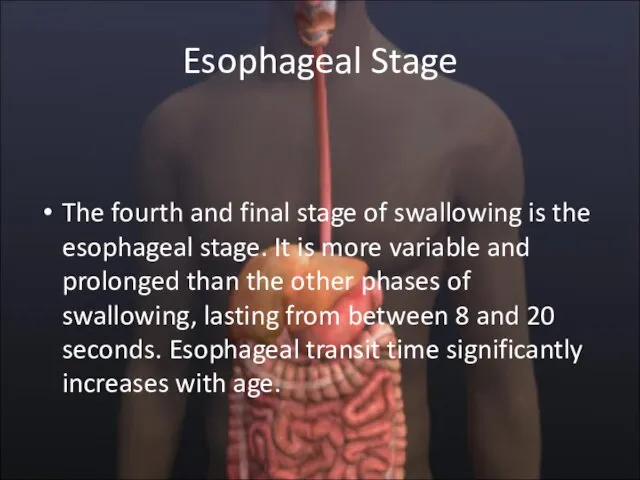 Esophageal Stage The fourth and final stage of swallowing is the esophageal