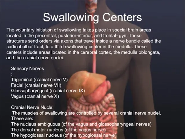 Swallowing Centers The voluntary initiation of swallowing takes place in special brain