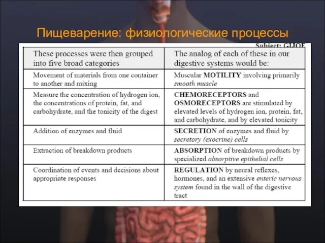 Пищеварение: физиологические процессы