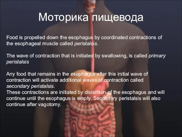 Моторика пищевода Food is propelled down the esophagus by coordinated contractions of