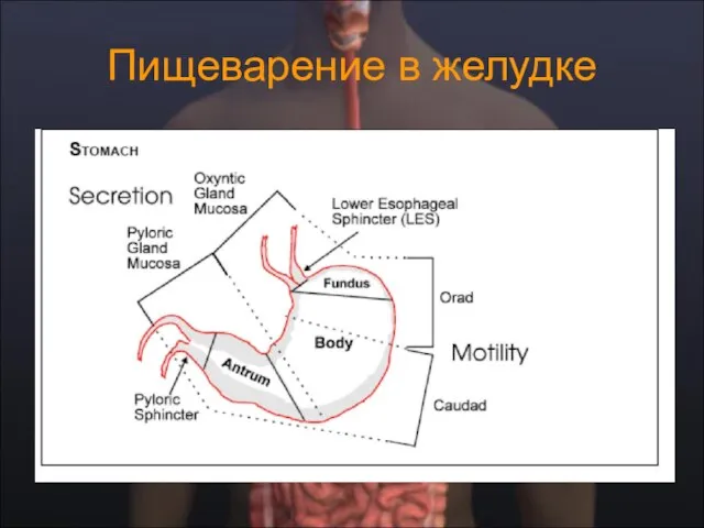 Пищеварение в желудке