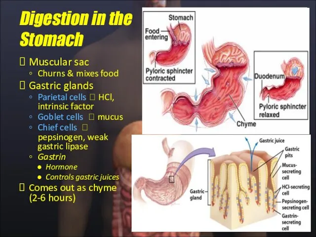 Muscular sac Churns & mixes food Gastric glands Parietal cells ? HCl,