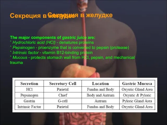 Секреция в желудке Секреция в желудке The major components of gastric juice