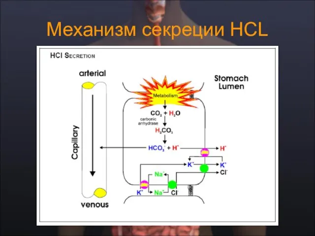 Механизм секреции НСL