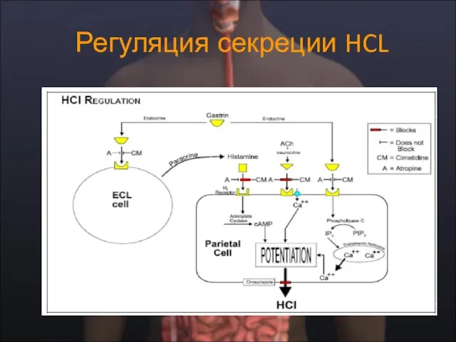 Регуляция секреции HCL