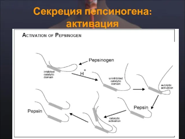 Секреция пепсиногена: активация