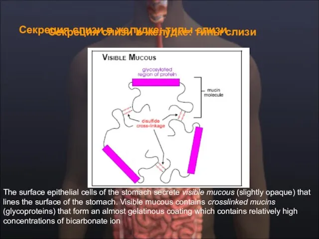 Секреция слизи в желудке: типы слизи Секреция слизи в желудке: типы слизи