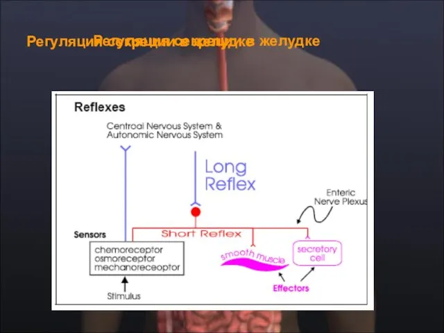 Регуляция секреции в желудке Регуляция секреции в желудке