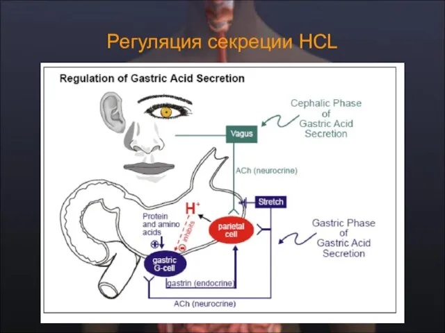 Регуляция секреции HCL