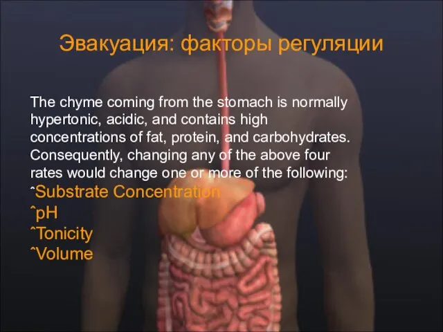 Эвакуация: факторы регуляции The chyme coming from the stomach is normally hypertonic,