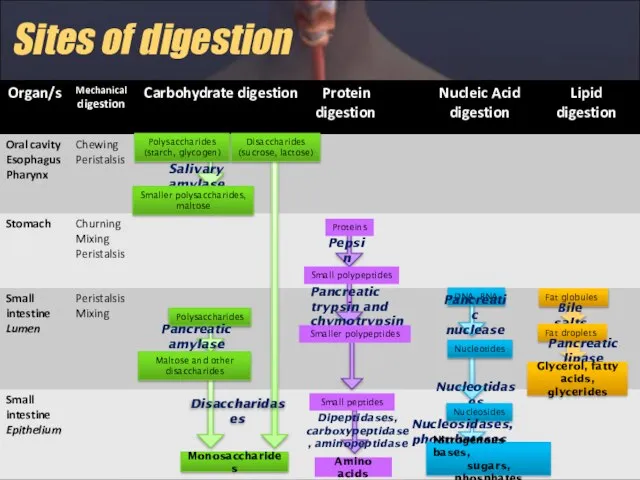 Sites of digestion