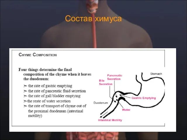 Состав химуса