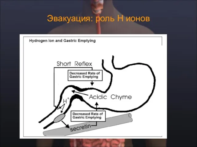 Эвакуация: роль Н ионов