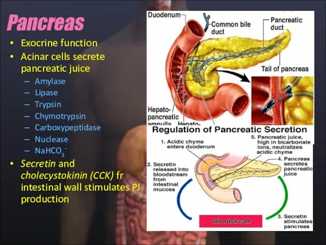 Exocrine function Acinar cells secrete pancreatic juice Amylase Lipase Trypsin Chymotrypsin Carboxypeptidase