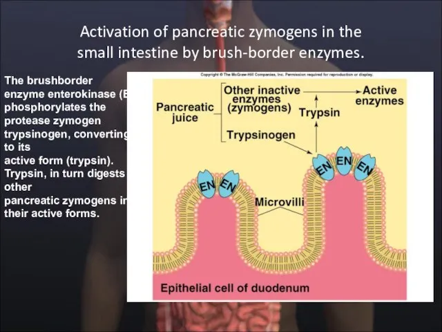 Activation of pancreatic zymogens in the small intestine by brush-border enzymes. The