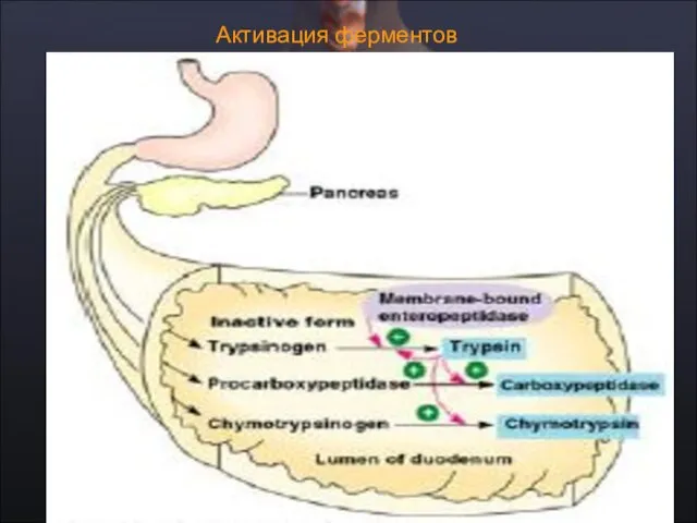 Активация ферментов