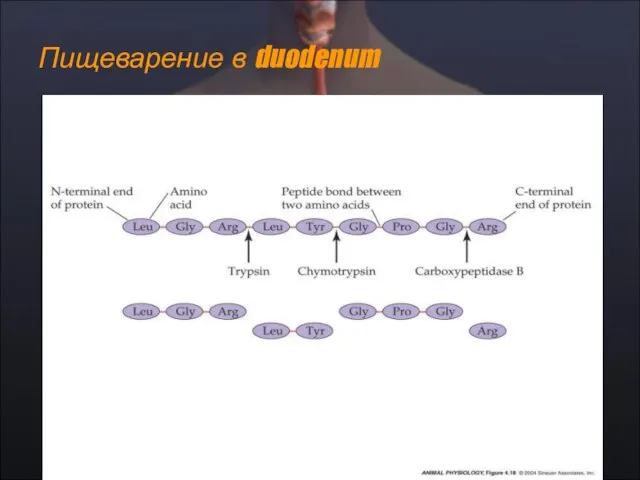 Пищеварение в duodenum