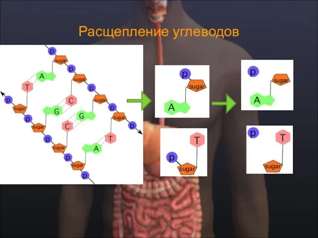 Расщепление углеводов