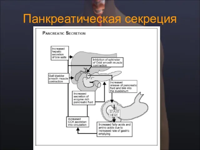 Панкреатическая секреция