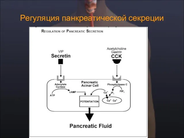 Регуляция панкреатической секреции