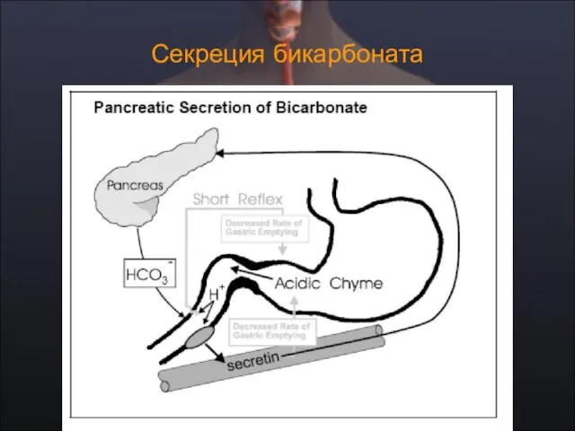 Секреция бикарбоната