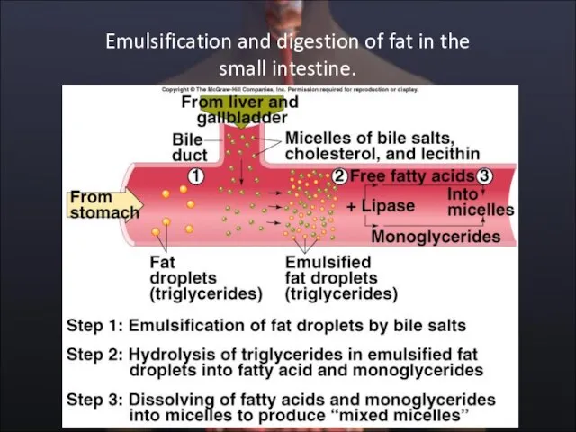 Emulsification and digestion of fat in the small intestine.