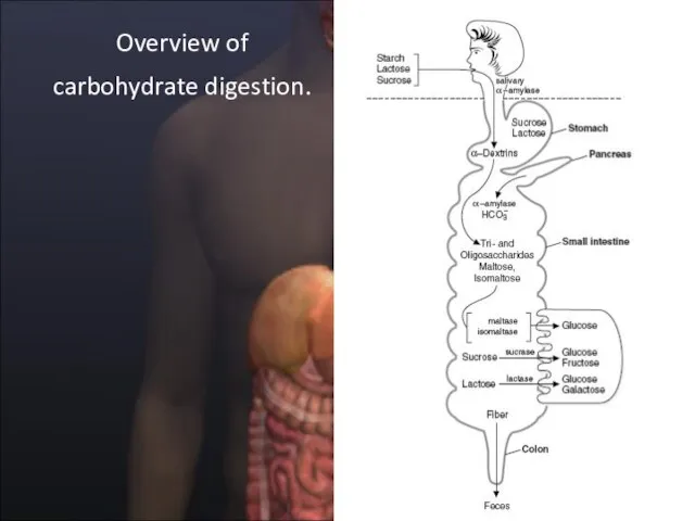 Overview of carbohydrate digestion.