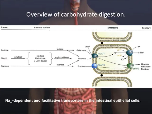 Overview of carbohydrate digestion. Na_-dependent and facilitative transporters in the intestinal epithelial cells.