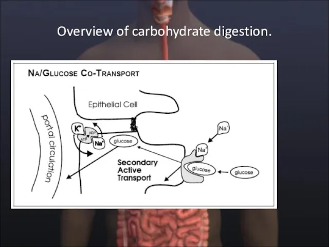 Overview of carbohydrate digestion.