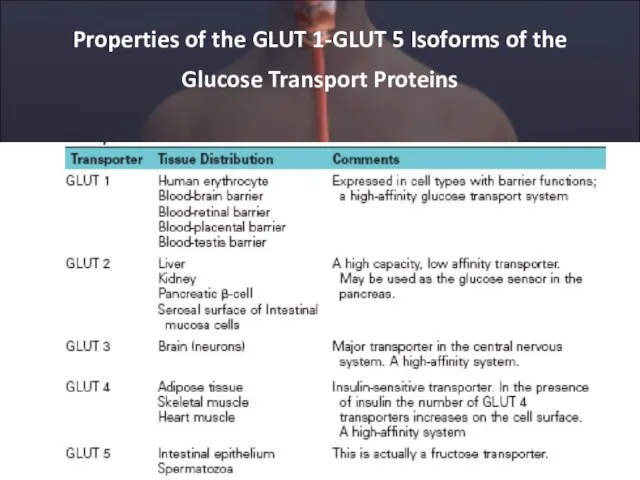 Properties of the GLUT 1-GLUT 5 Isoforms of the Glucose Transport Proteins